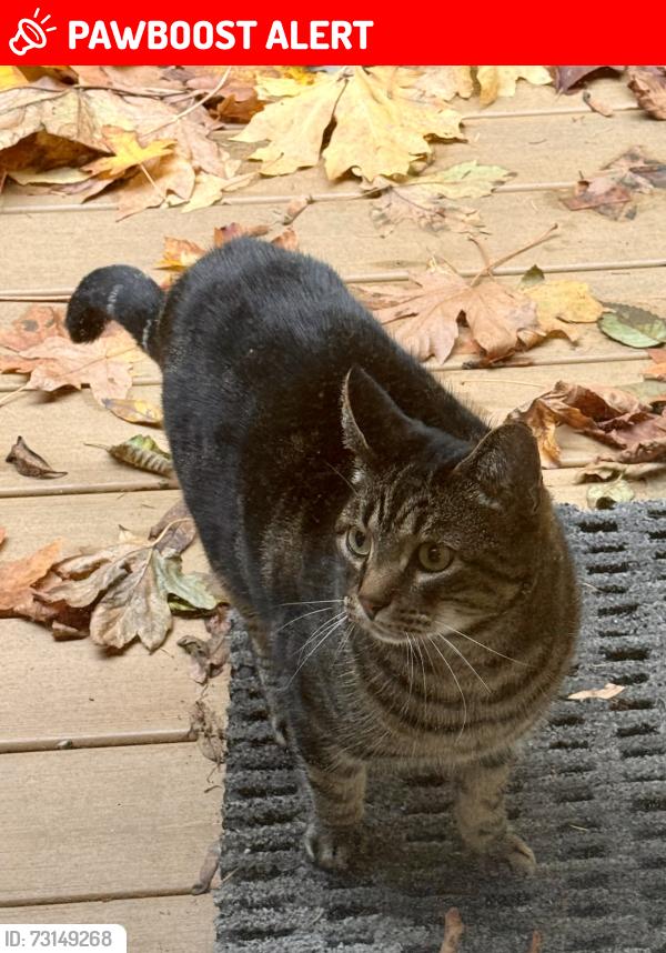 Lost Male Cat last seen W Alder Dr, Glenhaven, Whatcom County, WA 98284