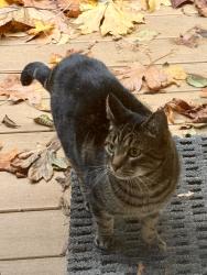 Lost Male Cat last seen W Alder Dr, Glenhaven, Whatcom County, WA 98284
