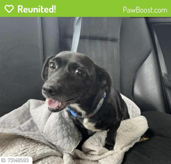 Reunited Female Dog last seen Baxter st, Athens, GA 30606
