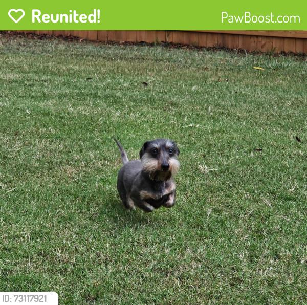 Reunited Female Dog last seen Forrest Hills Dr, near Macland Rd., Dallas, GA 30132