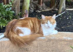 Reunited Male Cat last seen Foreland drive x Brentonwood Lane, Houston, TX 77077