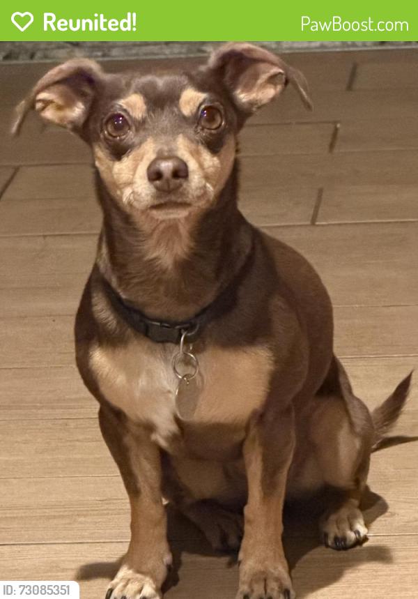 Reunited Female Dog last seen East Ave I & 15th Street East, Lancaster, CA 93535