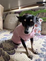 Lost Female Dog last seen Birch St and Markham St, Perris, CA 92570
