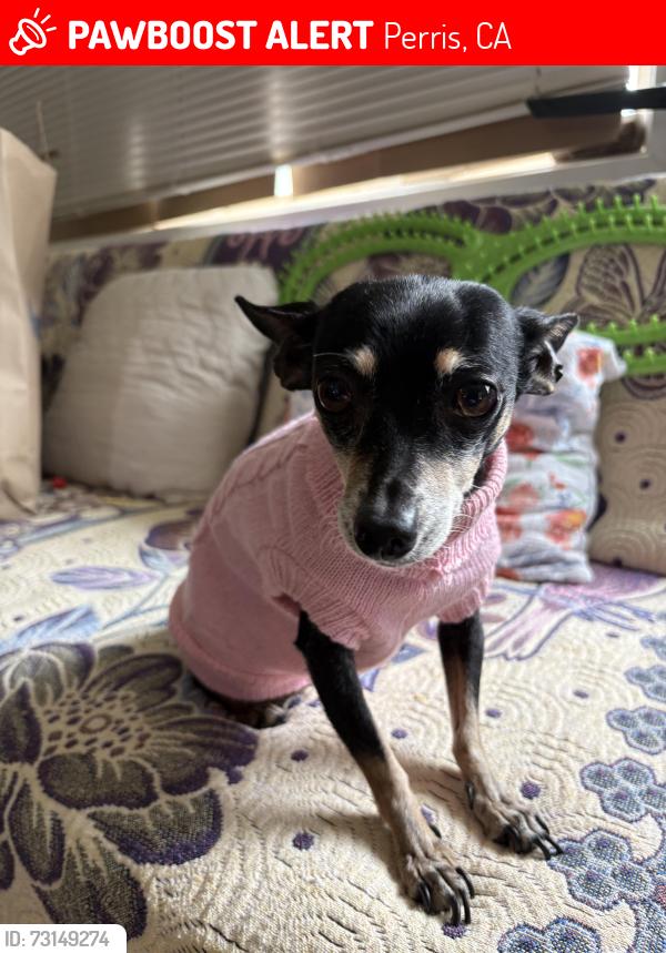Lost Female Dog last seen Birch St and Markham St, Perris, CA 92570