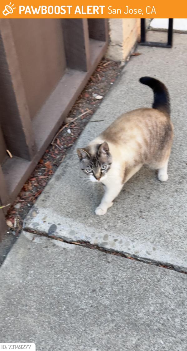 Found/Stray Female Cat last seen Near golden Saratoga apmt complex, San Jose, CA 95129