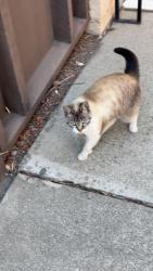 Found/Stray Female Cat last seen Near golden Saratoga apmt complex, San Jose, CA 95129