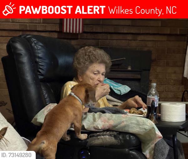 Lost Male Dog last seen White plains Rd and arbor grove Baptist ch rd, Wilkes County, NC 28669