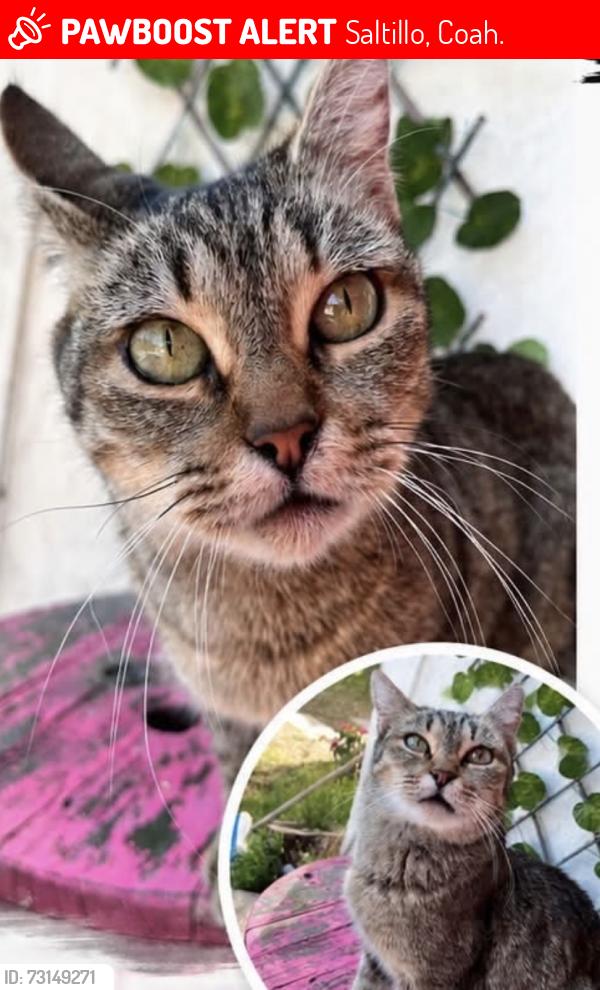 Lost Female Cat last seen Calle 22 gaspar valdez por lomalinda y mision, Saltillo, Coah. 25016