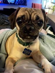 Reunited Female Dog last seen Stanburn Rd, Columbus, Ohio, Columbus, OH 43235