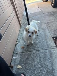 Found/Stray Male Dog last seen Bray Ave behind smart and final, Santa Clara, CA 95050