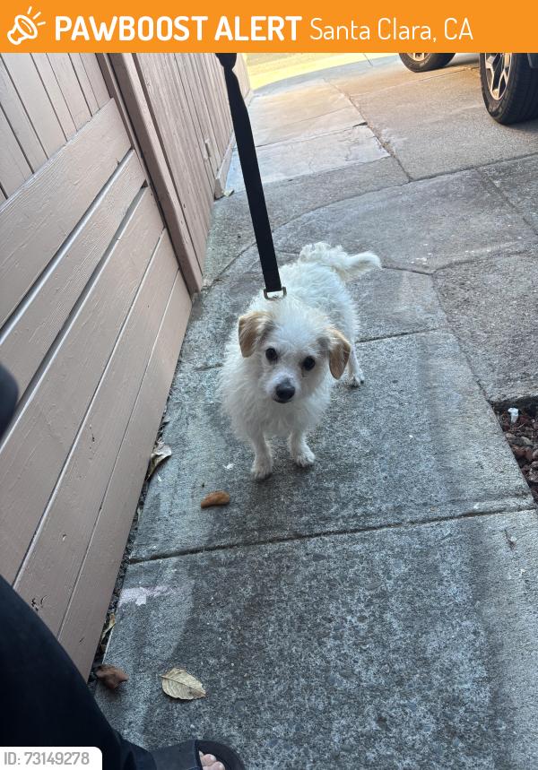 Found/Stray Male Dog last seen Bray Ave behind smart and final, Santa Clara, CA 95050