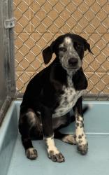 Shelter Stray Female Dog last seen Road 26 and North of Ave 24, Madera County, CA, 205 Tozer St, Madera, CA 93638, USA