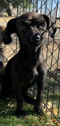 Shelter Stray Female Dog last seen Ave 12 and Rd 26 1/2, Madera County, CA, 205 Tozer St, Madera, CA 93638, USA