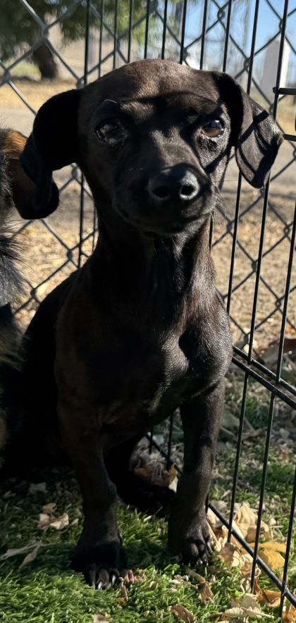 Shelter Stray Female Dog last seen Ave 12 and Rd 26 1/2, Madera County, CA, 205 Tozer St, Madera, CA 93638, USA