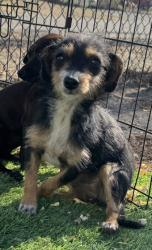 Shelter Stray Female Dog last seen Ave 12 and Rd 26 1/2, Madera County, CA, 205 Tozer St, Madera, CA 93638, USA