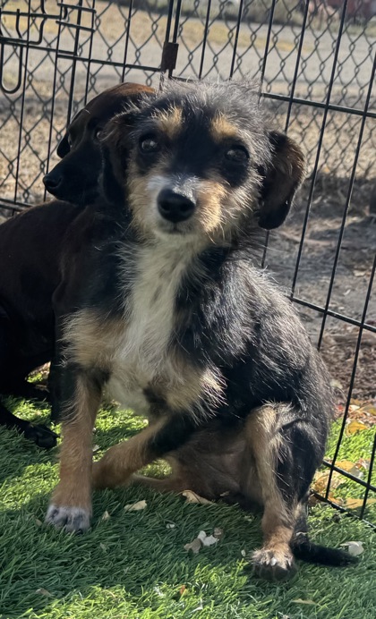 Shelter Stray Female Dog last seen Ave 12 and Rd 26 1/2, Madera County, CA, 205 Tozer St, Madera, CA 93638, USA