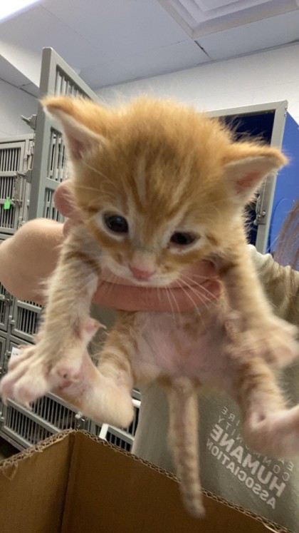 Shelter Stray Male Cat last seen by Town of Washington town hall, Town of Washington, WI, 3900 Old Town Hall Rd, Eau Claire, WI 54701, USA