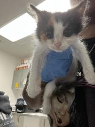 Shelter Stray Female Cat last seen Near Willow St, Oakland, CA, 1101 29th Ave, Oakland, CA 94601, USA