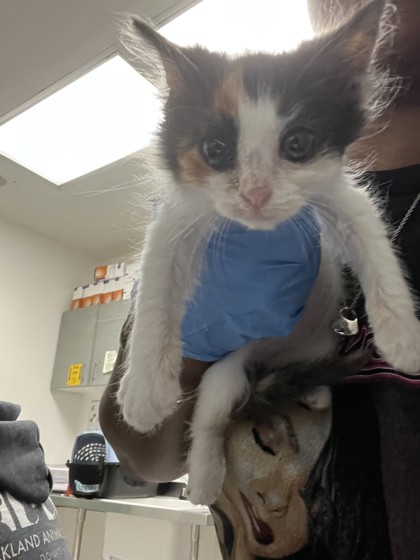 Shelter Stray Female Cat last seen Near Willow St, Oakland, CA, 1101 29th Ave, Oakland, CA 94601, USA