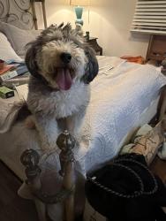 Reunited Female Dog last seen Clayton Avenue and Hazel Mill Road, Asheville, NC 28806