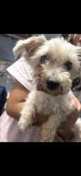 Found/Stray Female Dog last seen Gated area, Las Vegas, NV 89143