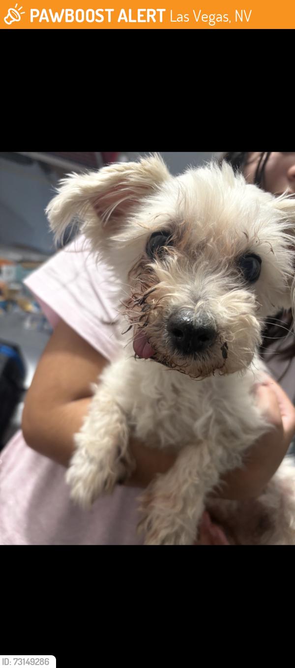 Found/Stray Female Dog last seen Gated area, Las Vegas, NV 89143