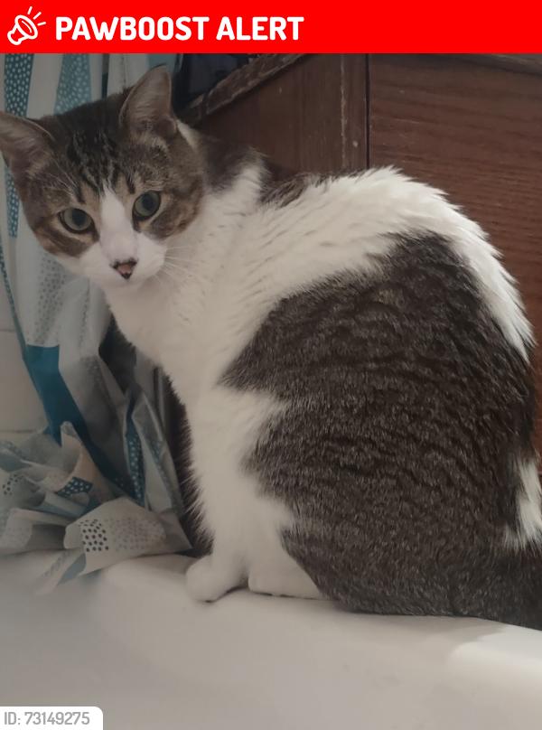 Lost Male Cat last seen N El Paso & 2nd st, Colorado Springs, CO 80907