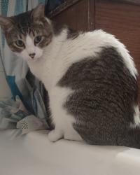 Lost Male Cat last seen N El Paso & 2nd st, Colorado Springs, CO 80907