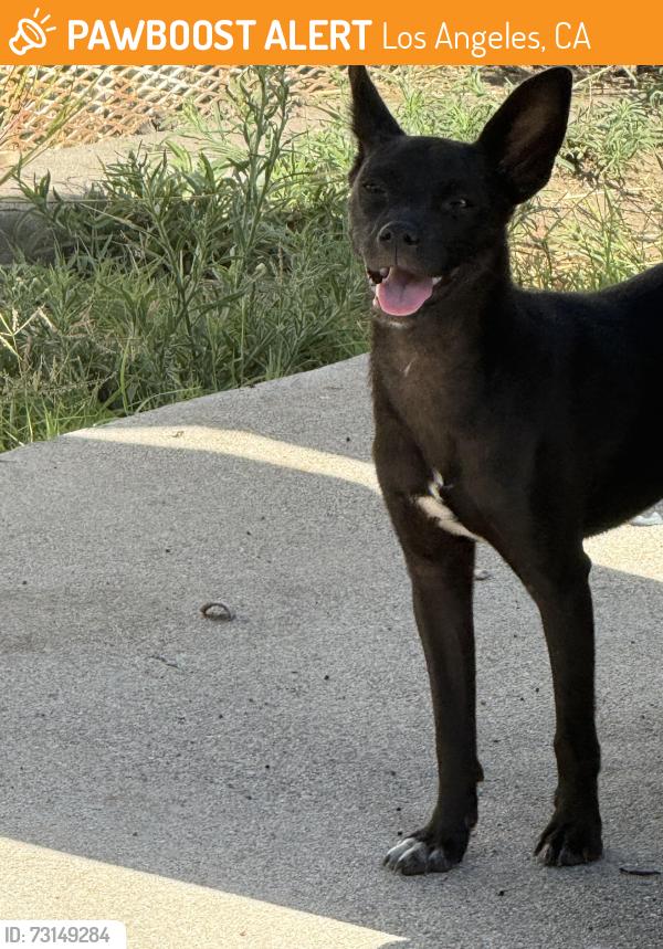 Found/Stray Female Dog last seen Avalon & Manchester behind WSS, Los Angeles, CA 90061