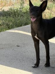 Found/Stray Female Dog last seen Avalon & Manchester behind WSS, Los Angeles, CA 90061