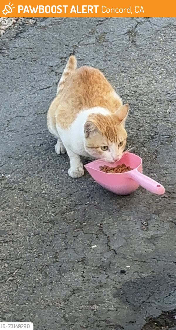 Found/Stray Male Cat last seen It’s inside adobe mobile homes near Hillcrest park, Concord, CA 94520