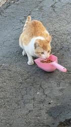 Found/Stray Male Cat last seen It’s inside adobe mobile homes near Hillcrest park, Concord, CA 94520