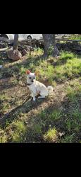 Lost Male Dog last seen Culver highway, Madras, OR 97741