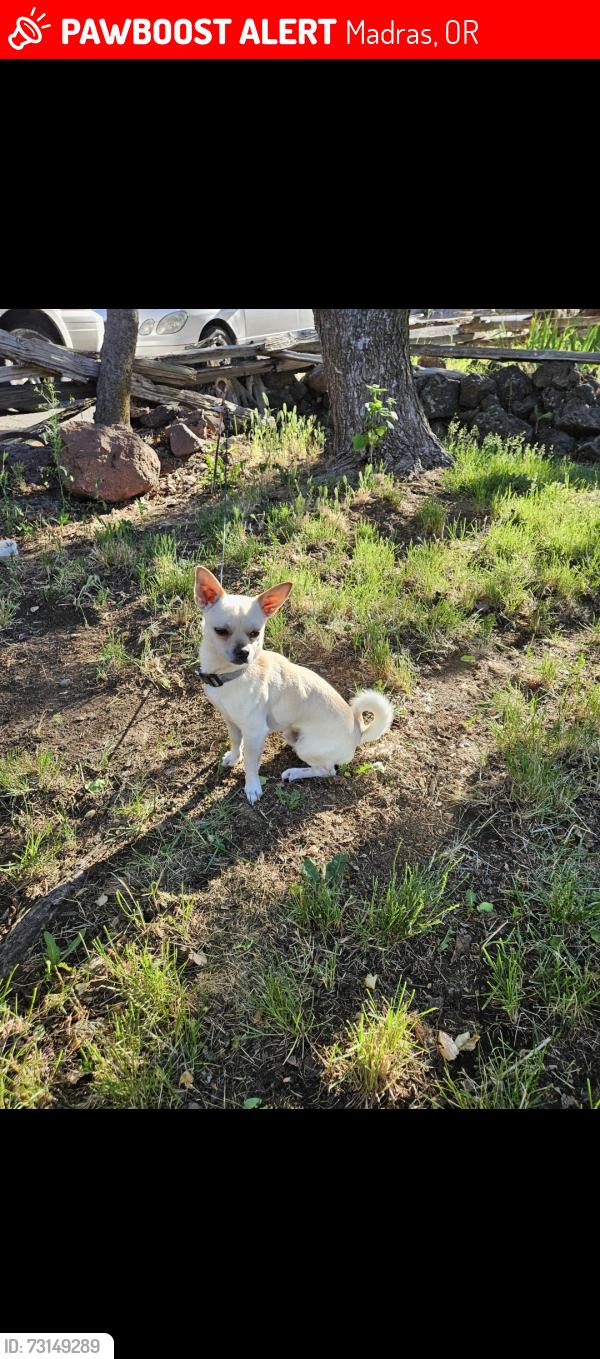 Lost Male Dog last seen Culver highway, Madras, OR 97741