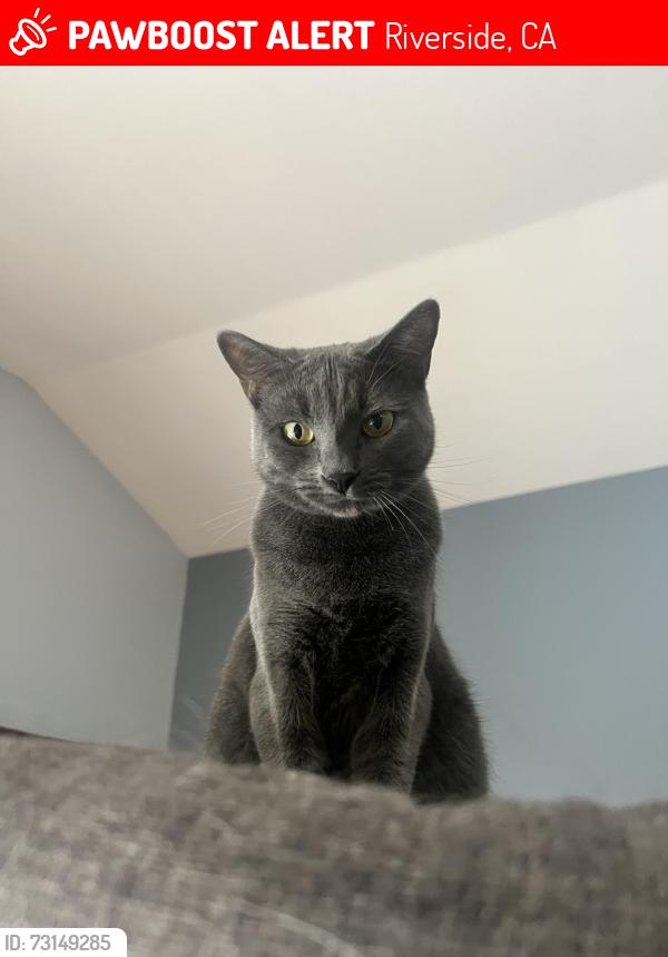 Lost Male Cat last seen Toronto and Copenhagen, Riverside, CA 92504
