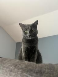 Lost Male Cat last seen Toronto and Copenhagen, Riverside, CA 92504