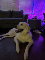 Reunited Female Dog last seen Near Gemstone Dr, Montgomery, TX 77356, USA, Montgomery, TX 77356