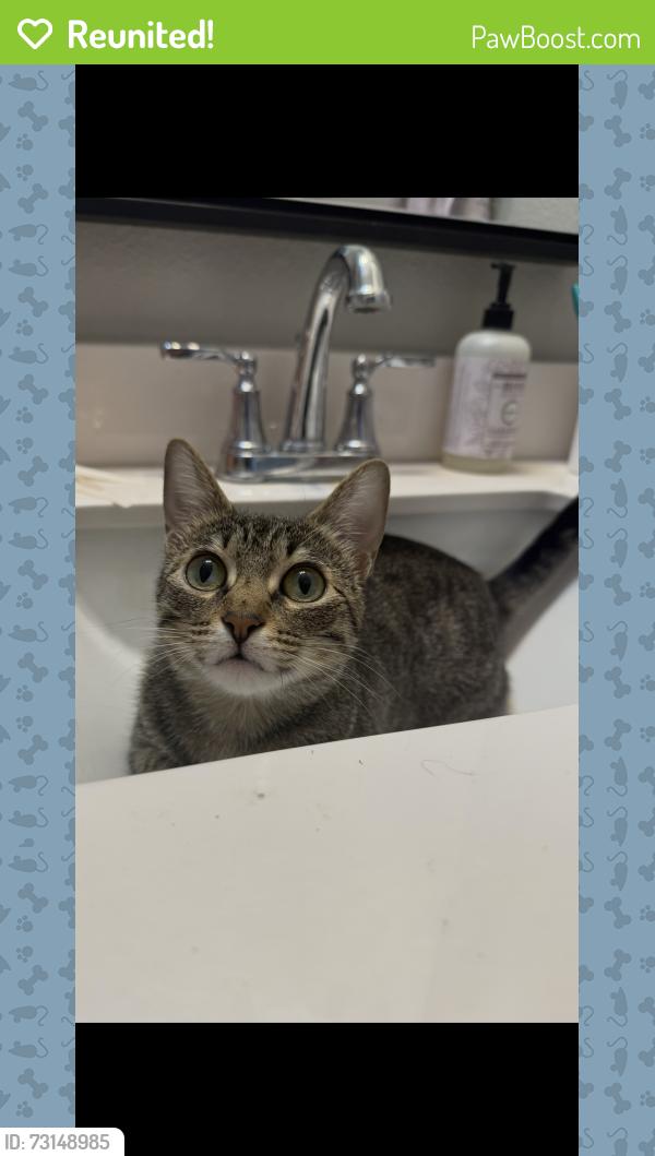 Reunited Female Cat last seen Panhandle and crow street, Denton, TX 76201