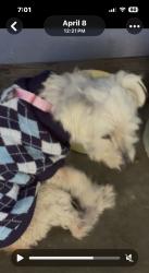 Reunited Female Dog last seen Market Steet, San Diego, CA 92113