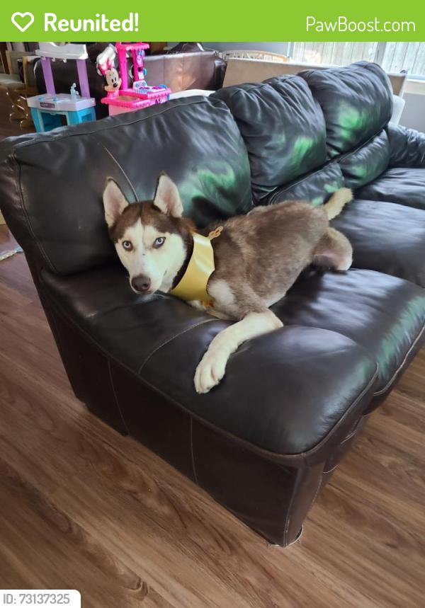 Reunited Male Dog last seen Aldine Westfield, Houston, TX 77073