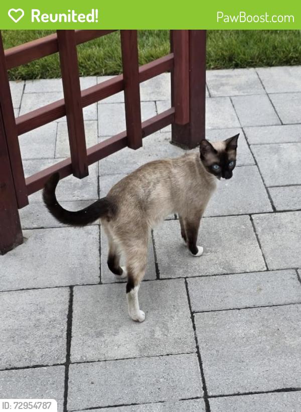 Reunited Unknown Cat last seen S. Grove Street, Rocklin, CA 95677