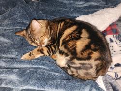 Reunited Male Cat last seen Gilbert Rd & Pueblo, Mesa, AZ 85204