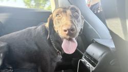 Found/Stray Male Dog last seen cameron and lark ellen intersection west covina, West Covina, CA 91791