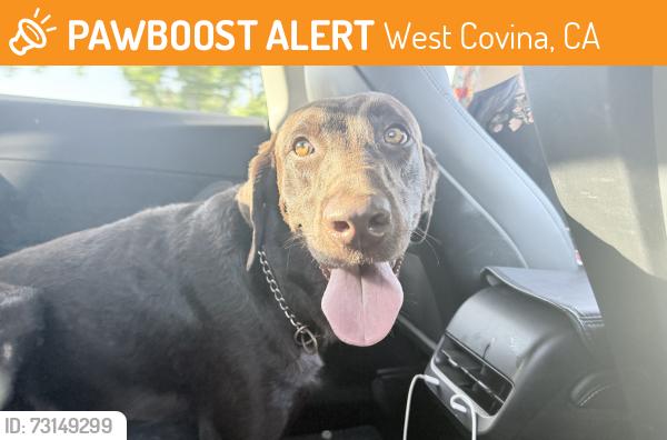 Found/Stray Male Dog last seen cameron and lark ellen intersection west covina, West Covina, CA 91791