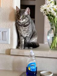 Lost Female Cat last seen Sevenbar loop and Ellison, Albuquerque, NM 87114