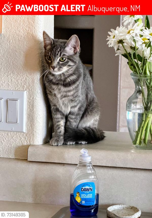 Lost Female Cat last seen Sevenbar loop and Ellison, Albuquerque, NM 87114
