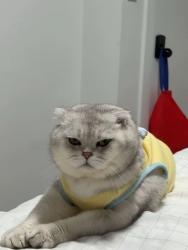 Reunited Male Cat last seen 107A surrey, Surrey, BC V3T 2G8