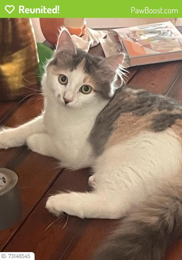 Reunited Female Cat last seen grandview avenue, Wyckoff, NJ 07481