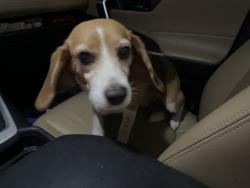 Reunited Unknown Dog last seen Near Ramsey St, Linden, NC 28356, USA, Linden, NC 28356
