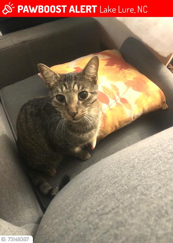 Lost Male Cat last seen Freemantown Rd. And Ridgeline Heating & Air, Lake Lure, NC 28746